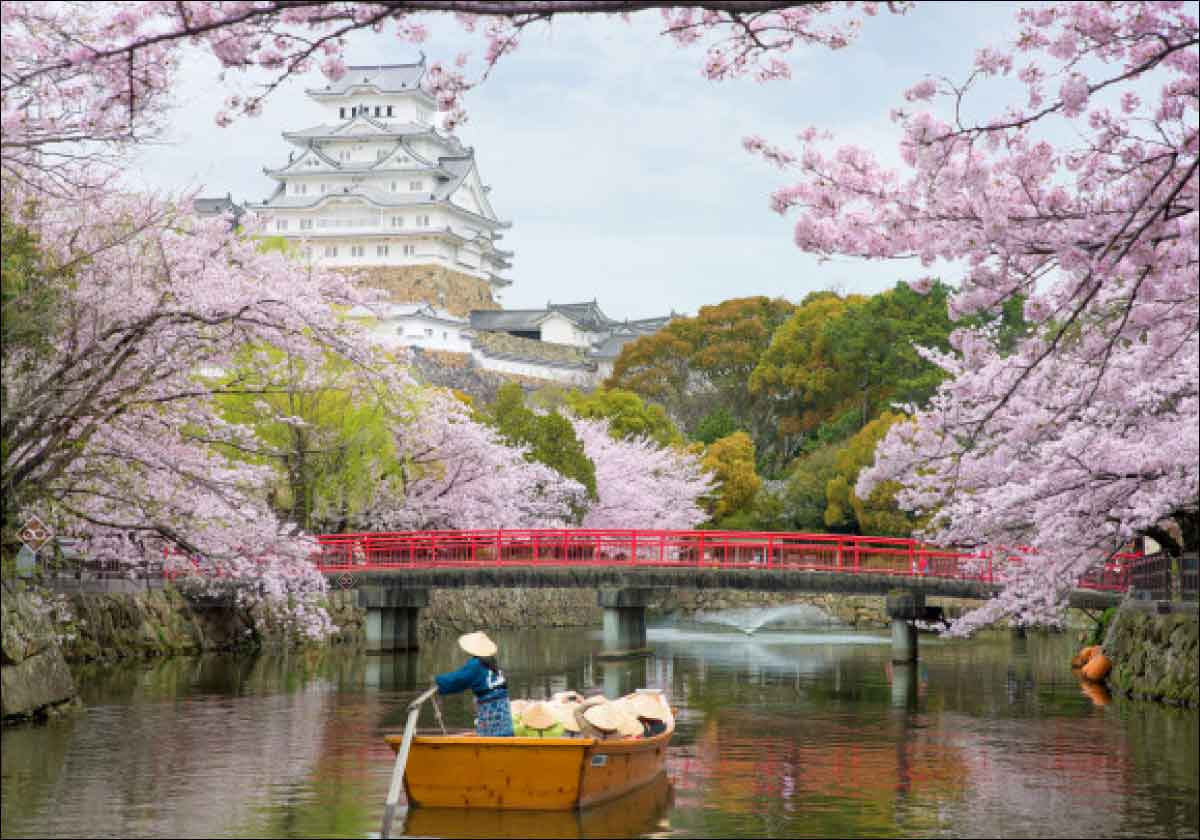 Tìm hiểu lễ hội Hanami ở Nhật Bản - Ngoại ngữ YOU CAN